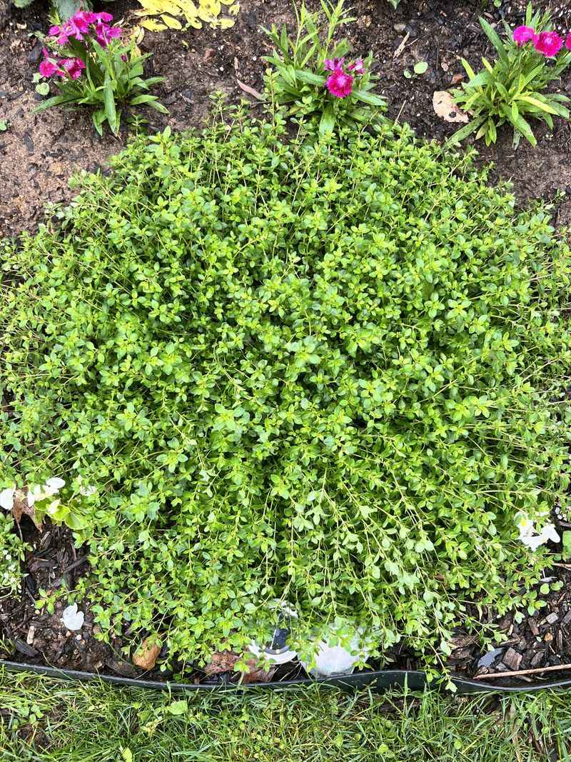 Thyme