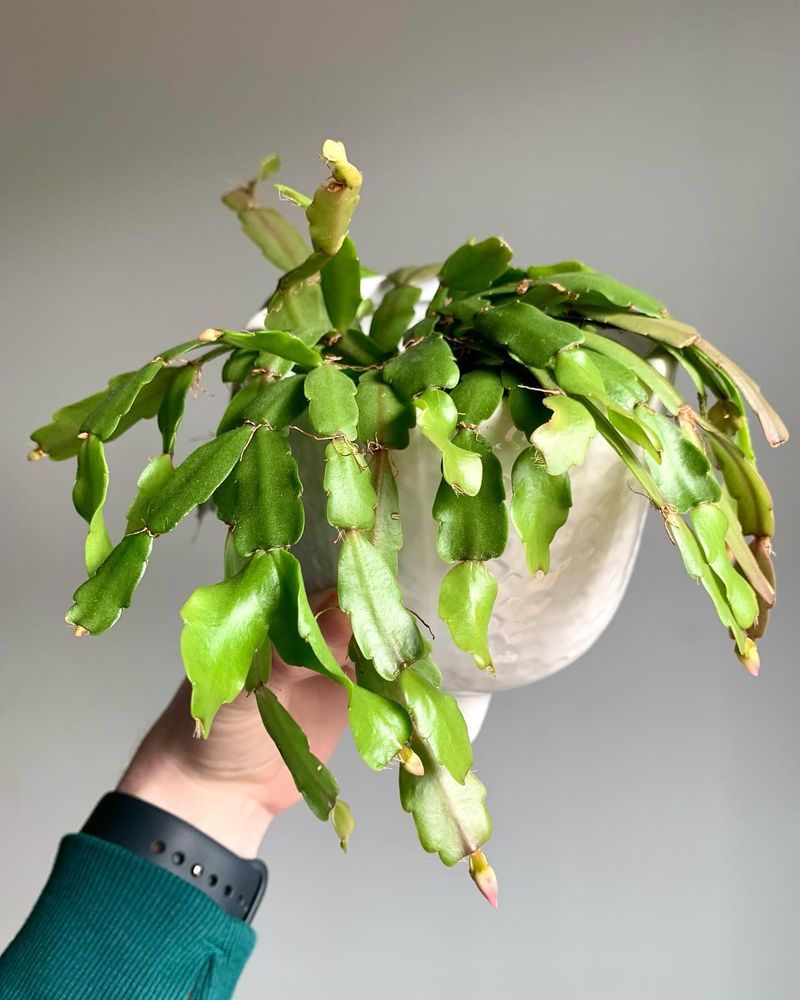 Christmas Cactus