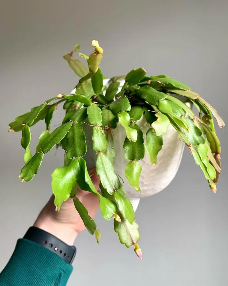 Christmas Cactus