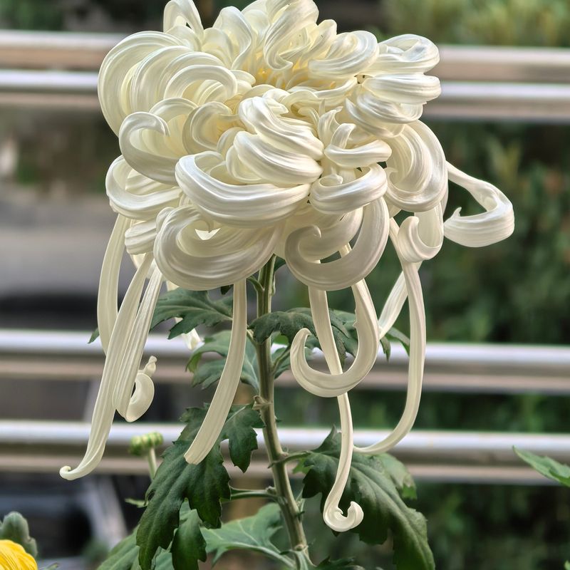 Chrysanthemum
