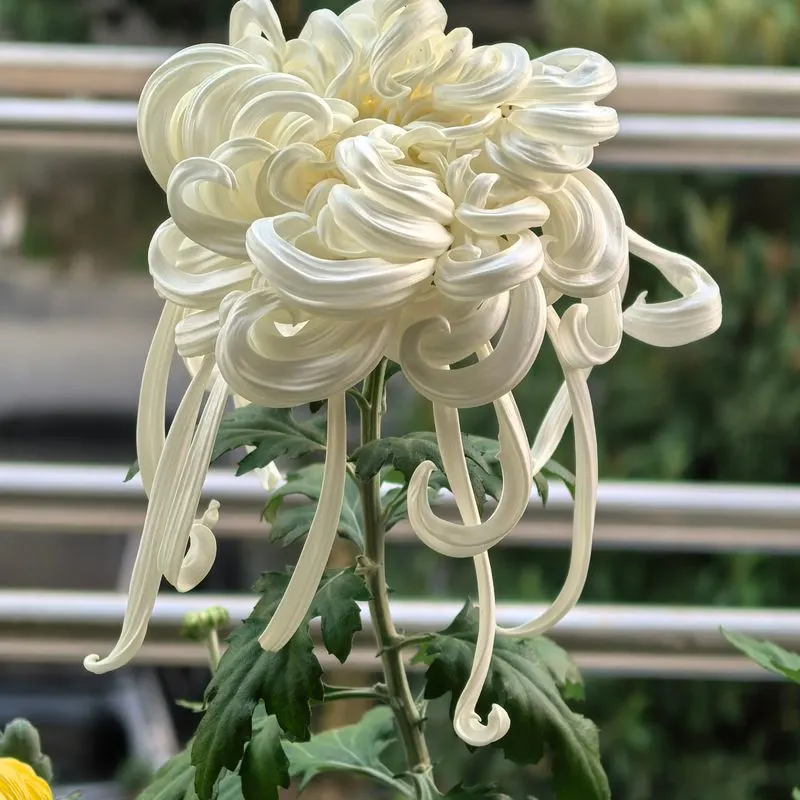 Chrysanthemum