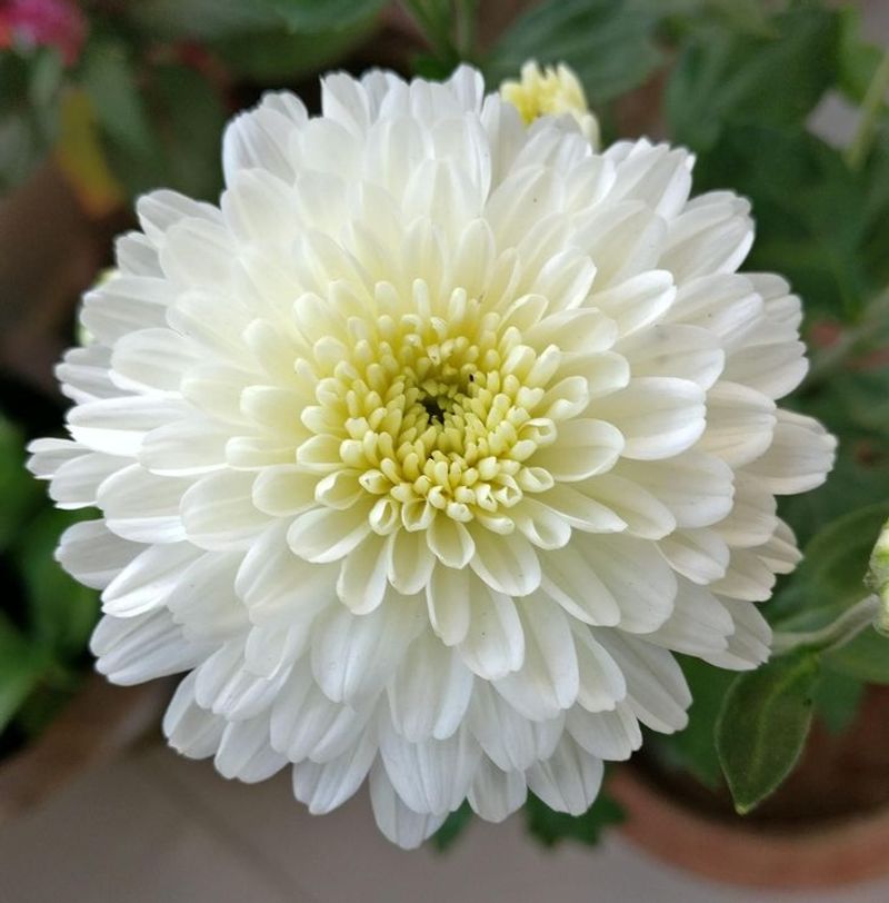 Chrysanthemum