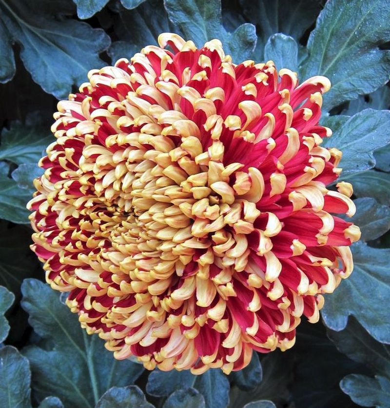 Chrysanthemum
