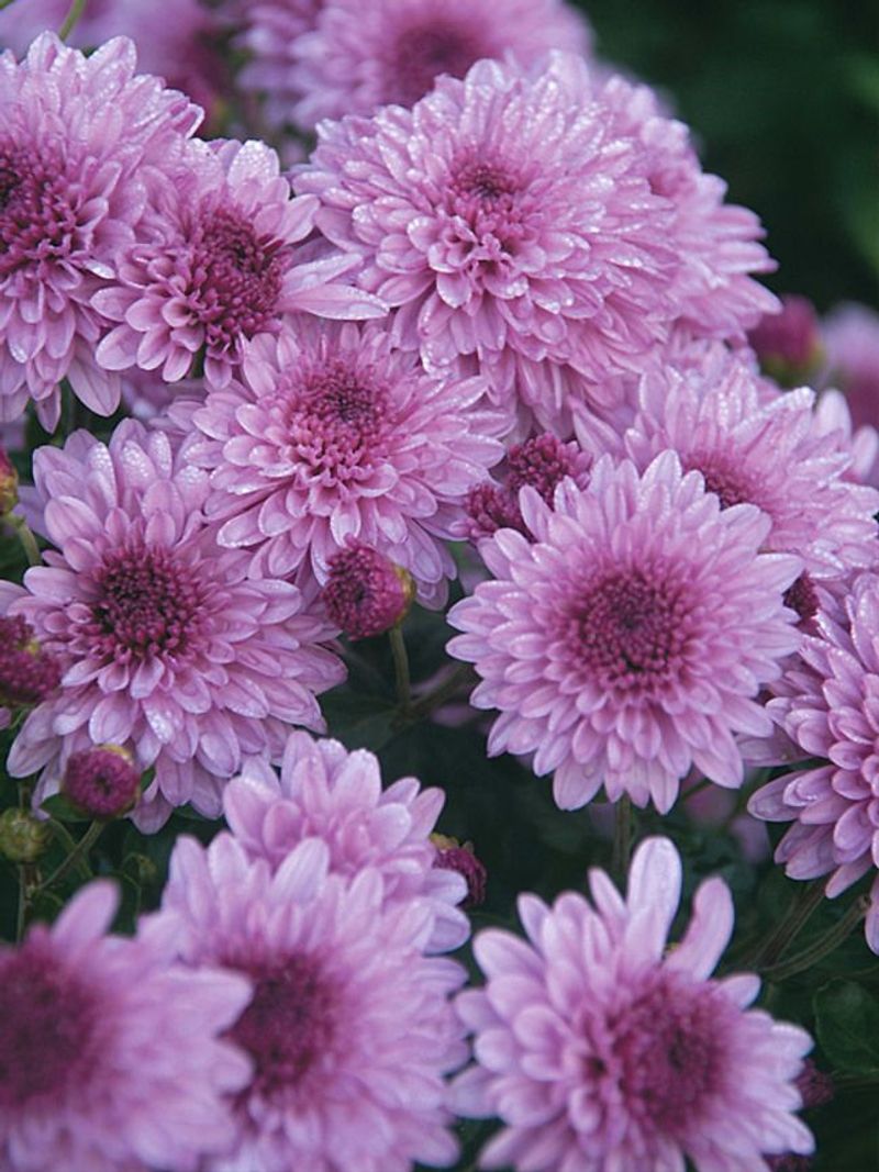 Chrysanthemum
