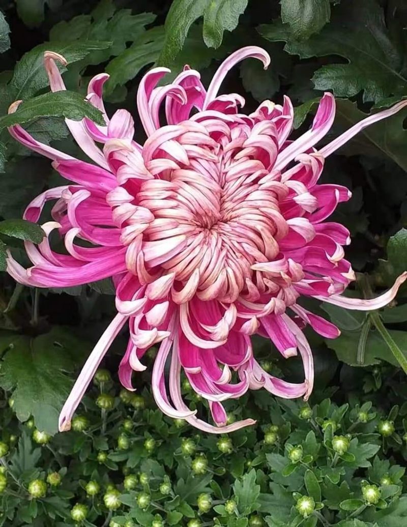 Chrysanthemum (Chrysanthemum morifolium)