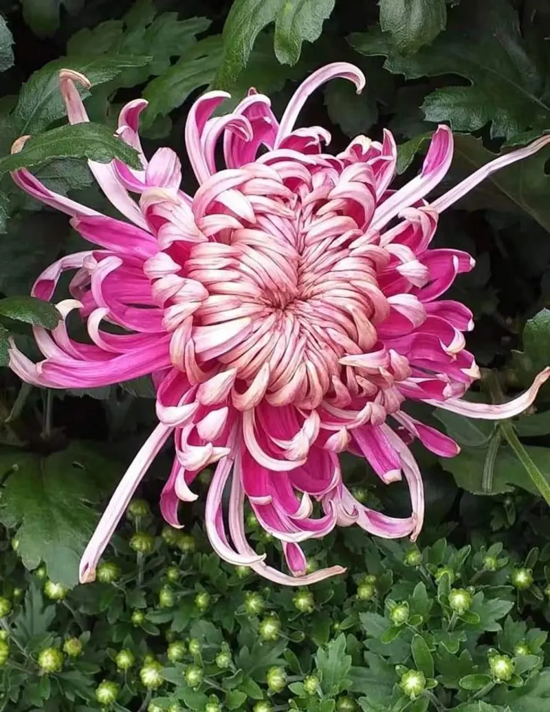 Chrysanthemum (Chrysanthemum morifolium)