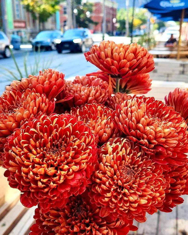 Chrysanthemums