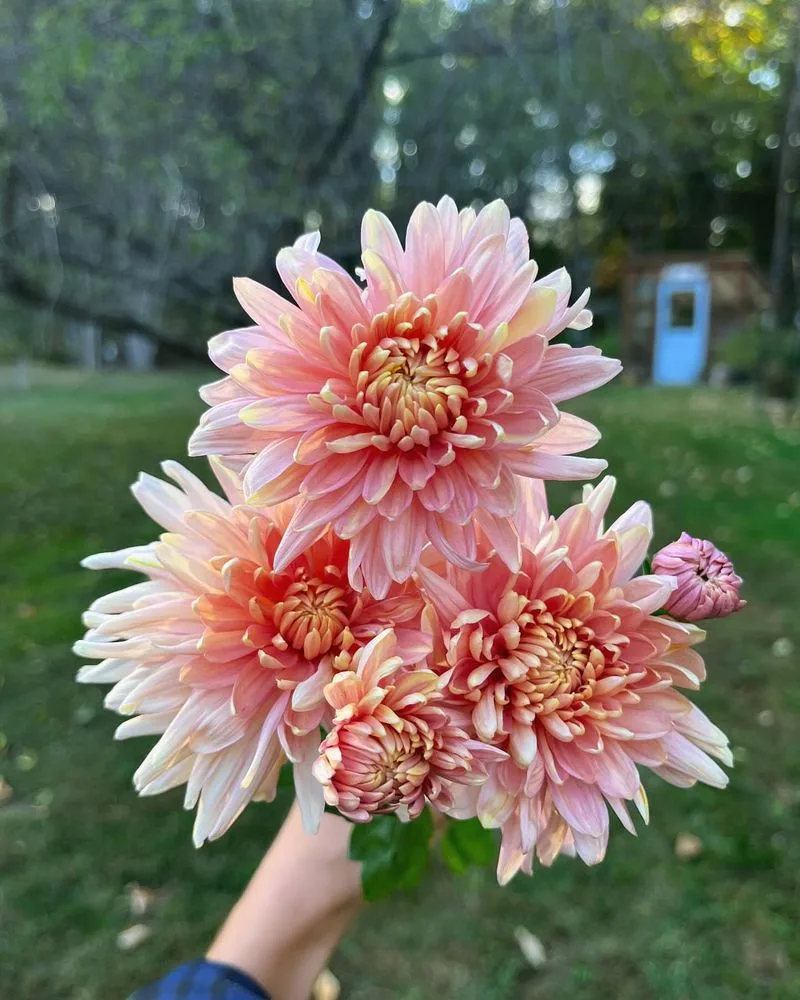 Chrysanthemums
