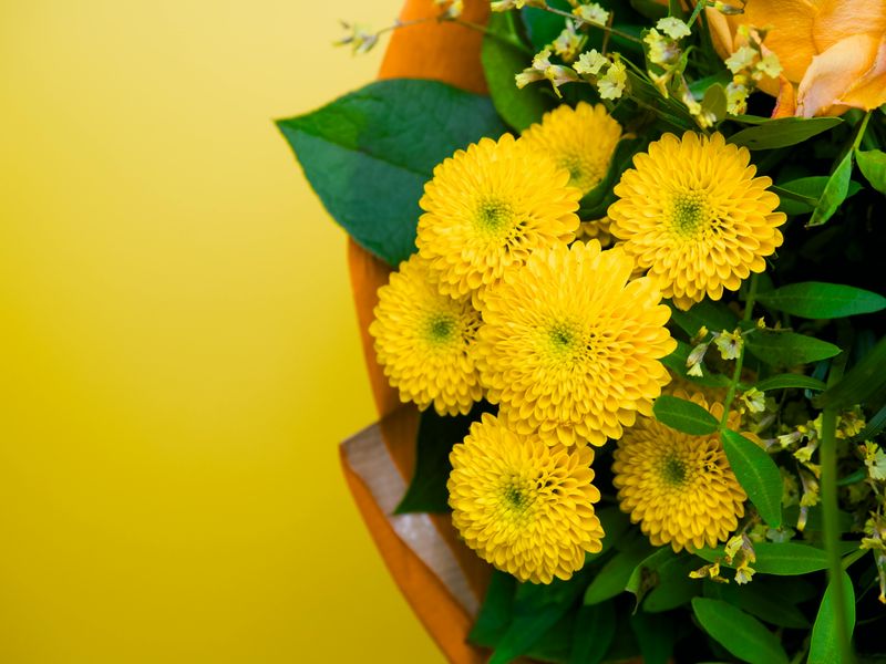 Chrysanthemums