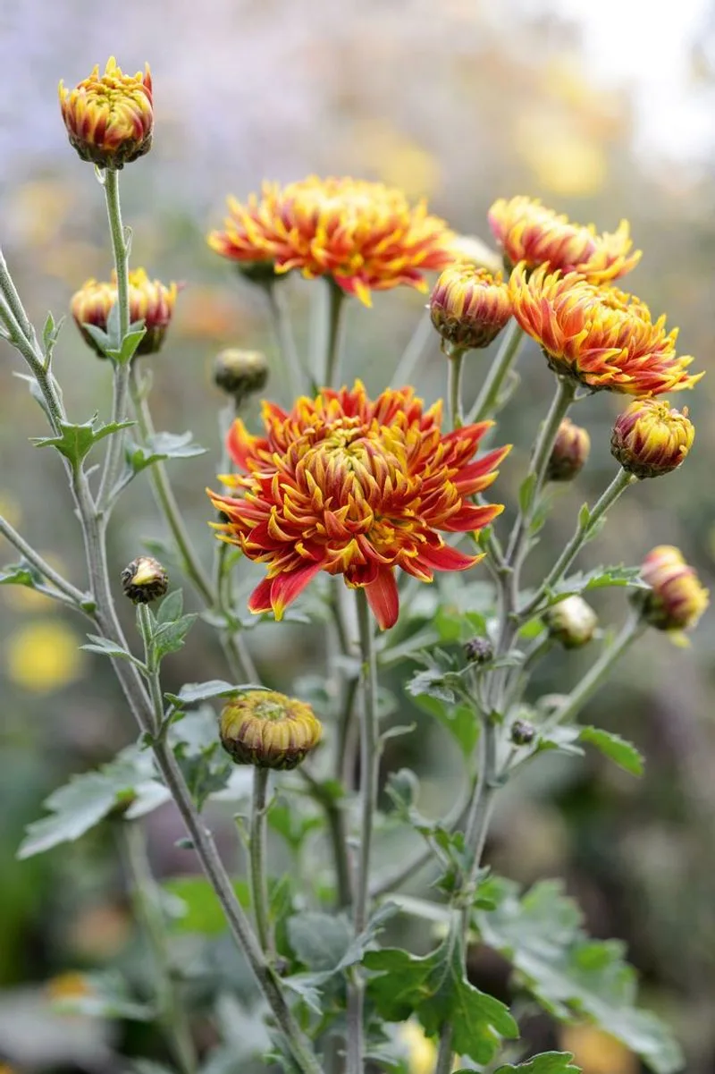 Chrysanthemums