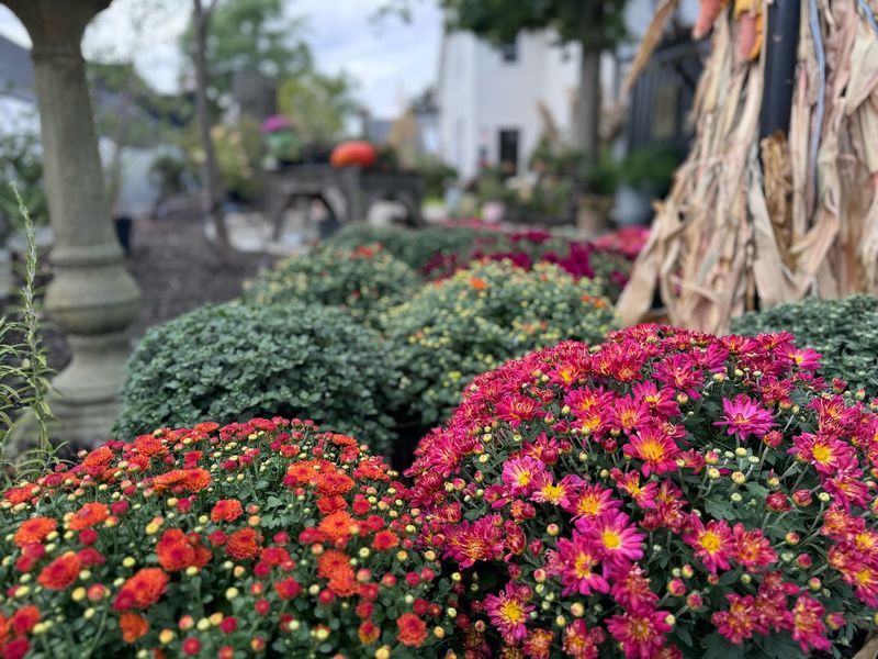Chrysanthemums (Repel)