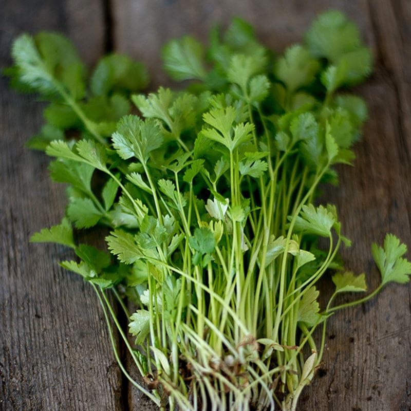 Cilantro