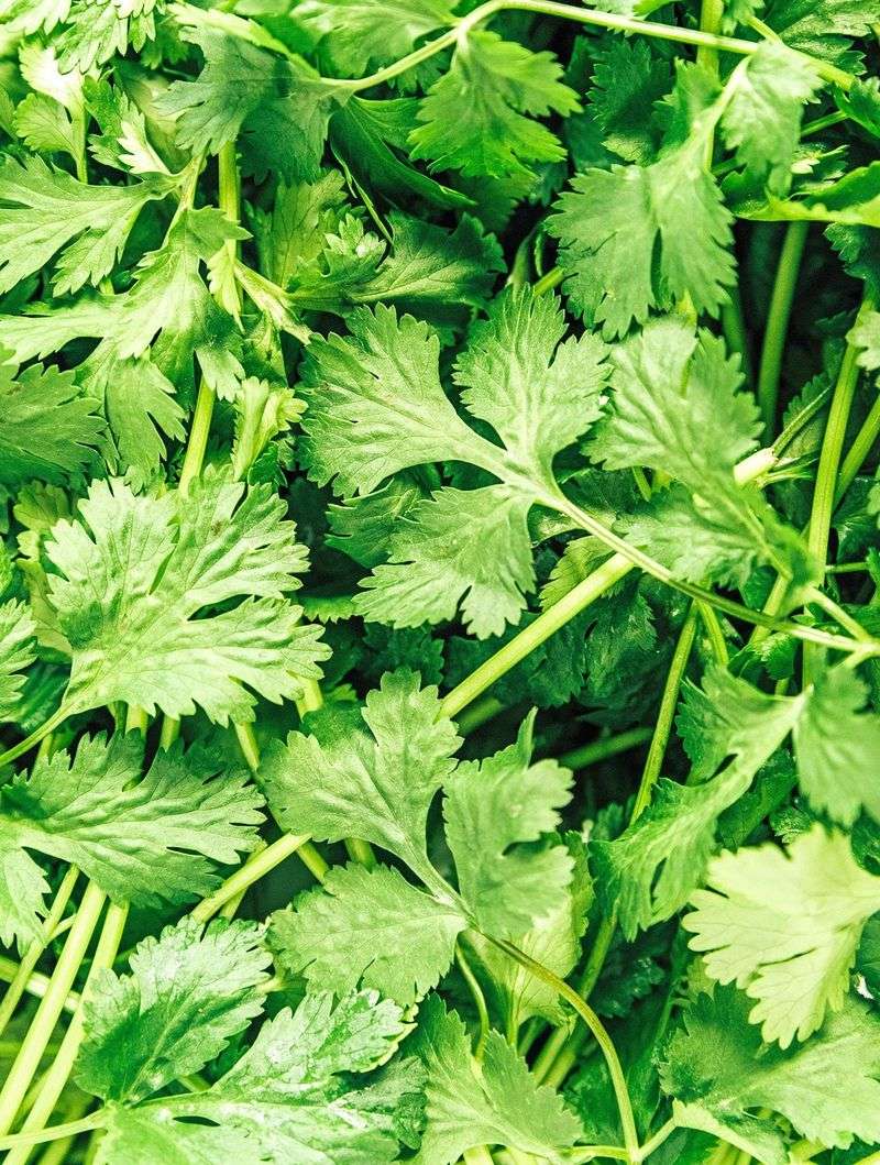 Cilantro