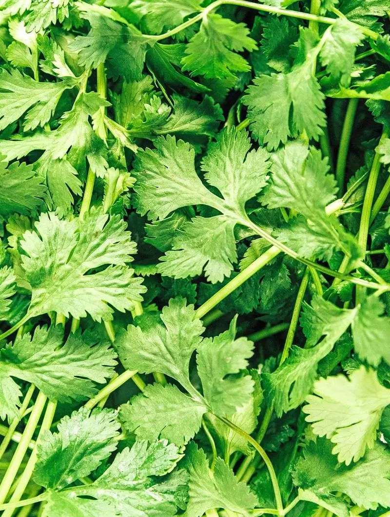 Cilantro