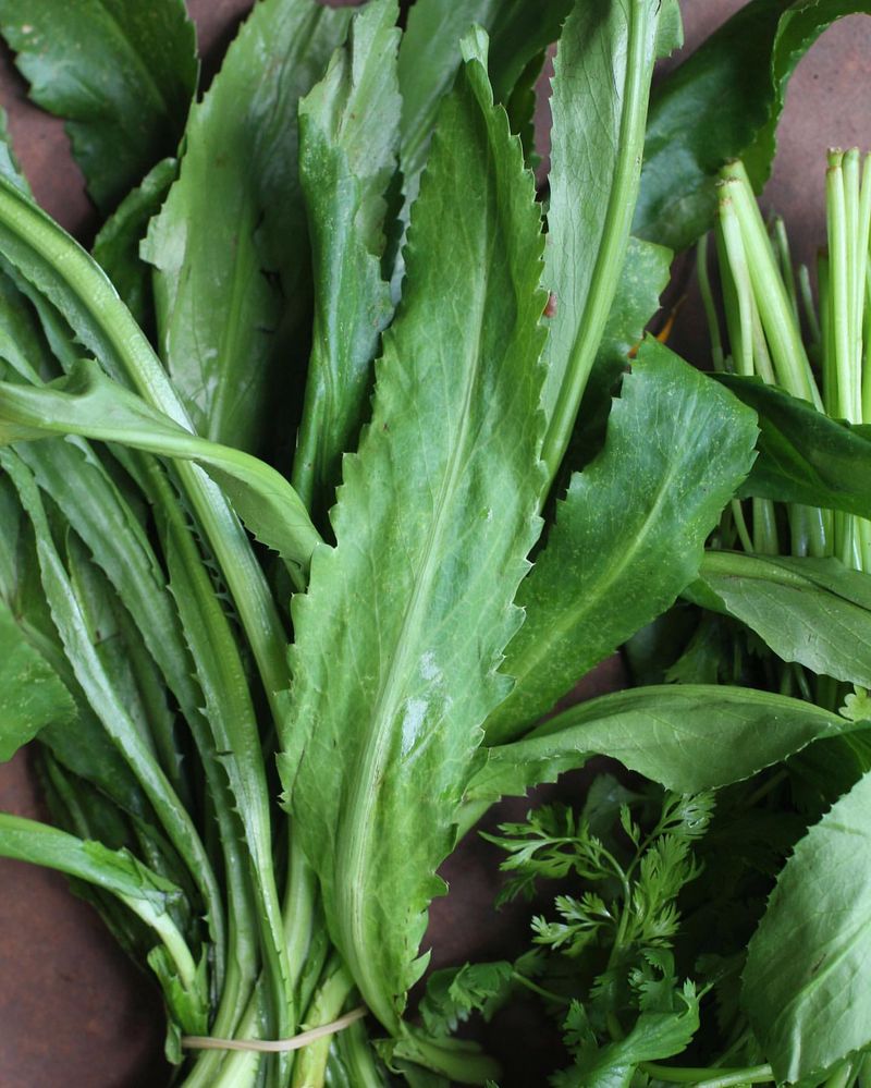 Cilantro