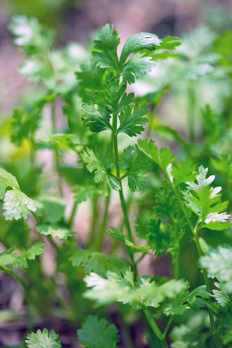 Cilantro