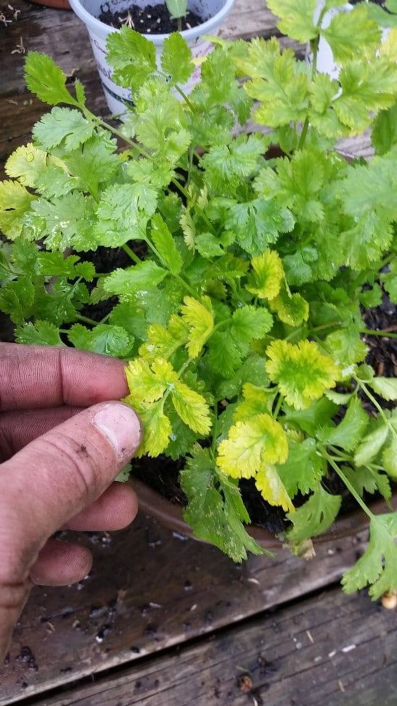 Cilantro