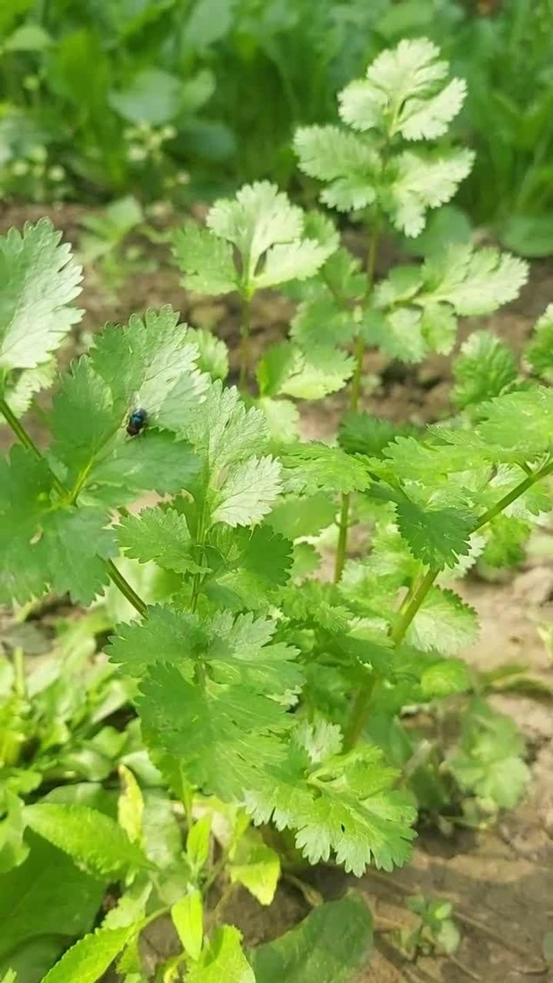 Cilantro