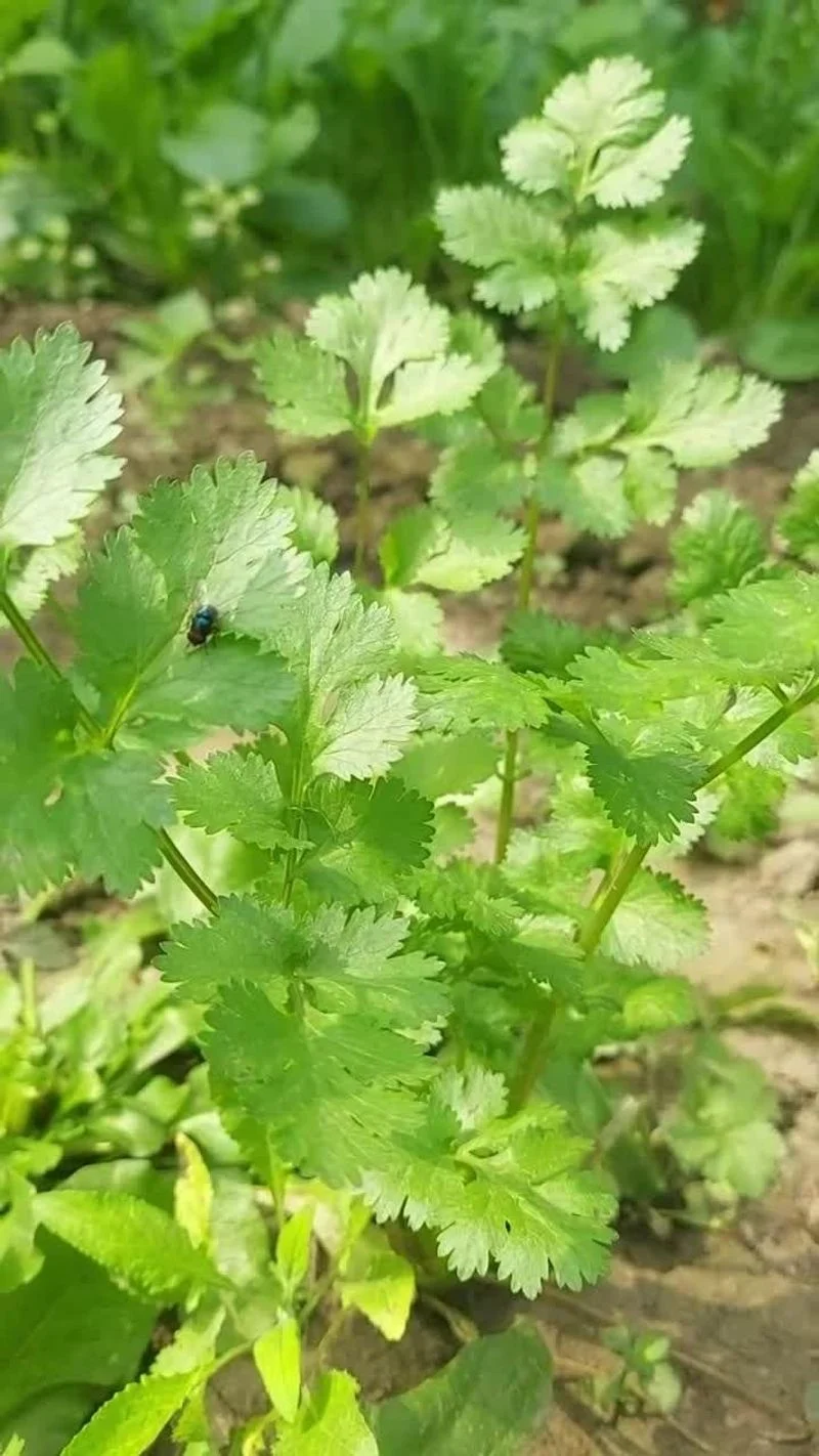 Cilantro