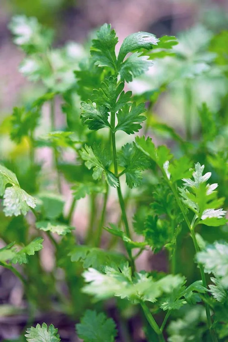 Cilantro