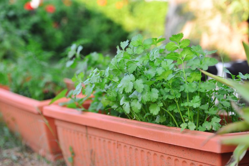 Cilantro