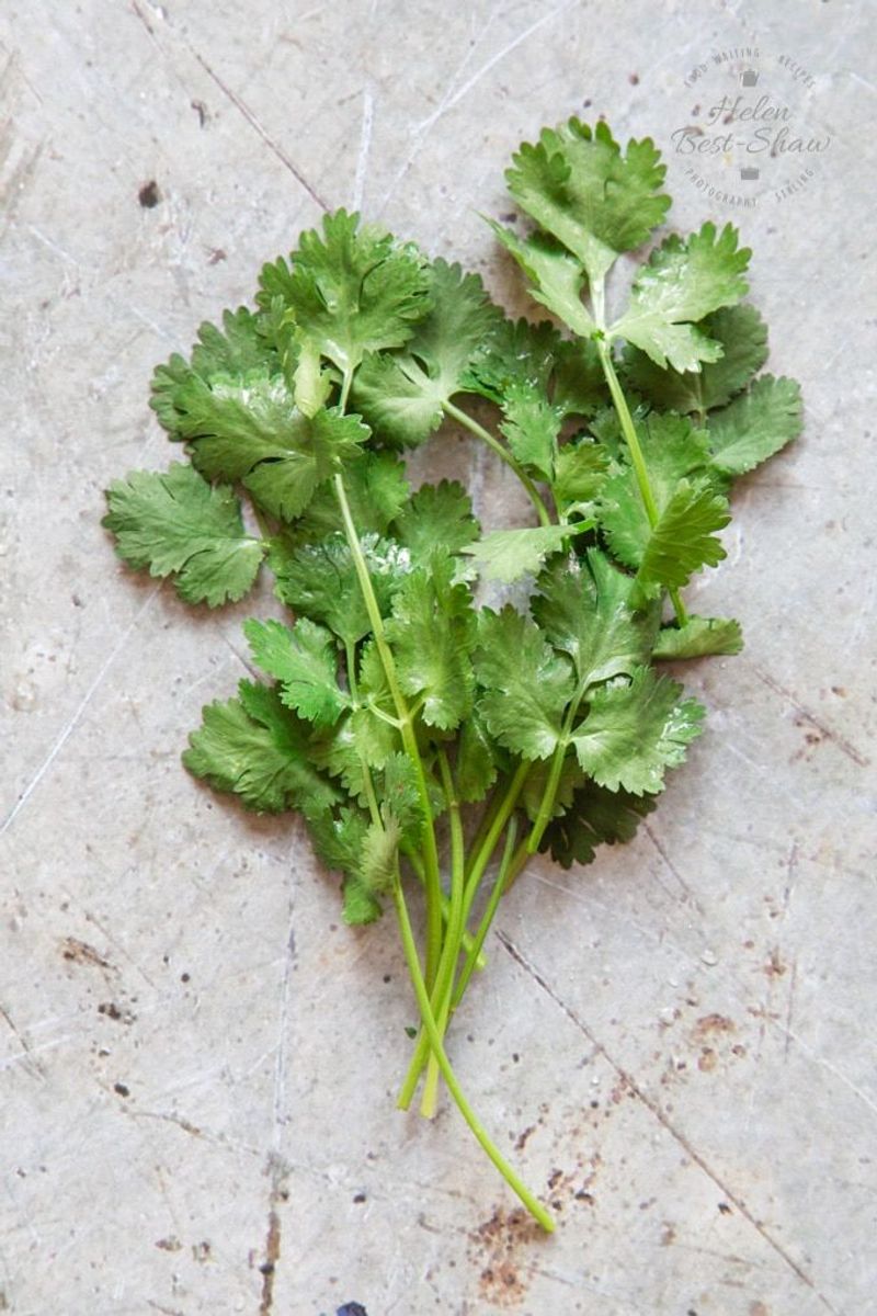 Cilantro