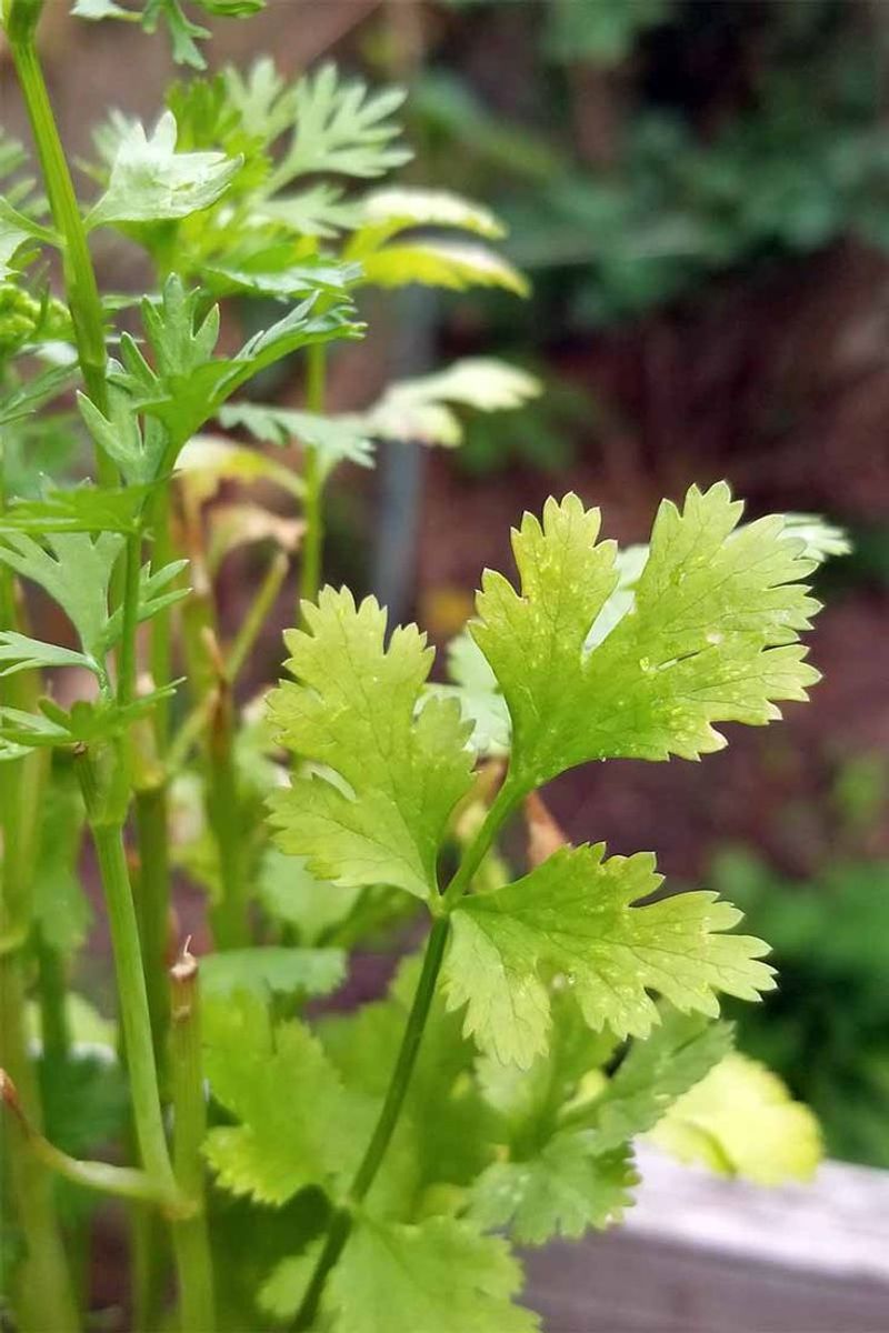Cilantro
