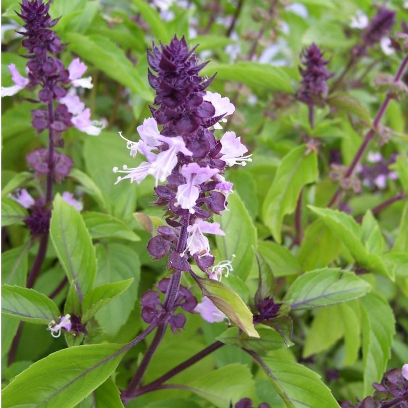 Cinnamon Basil