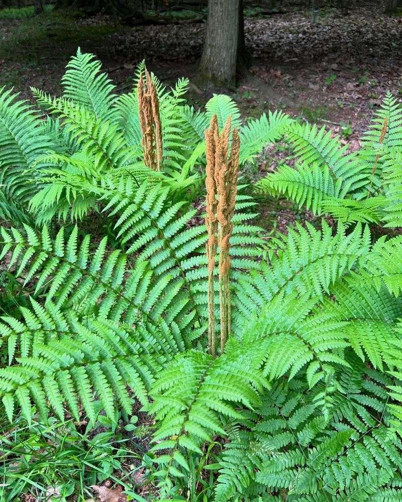Cinnamon Fern