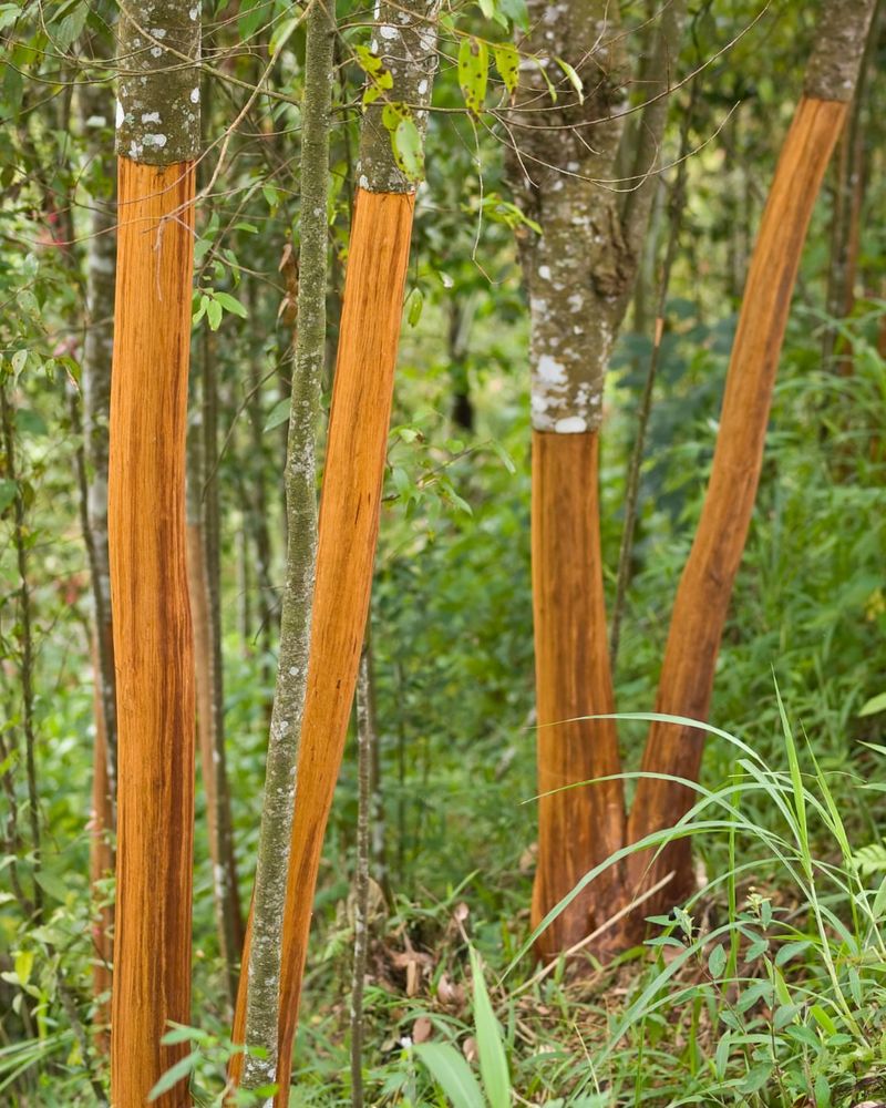 Cinnamon Tree