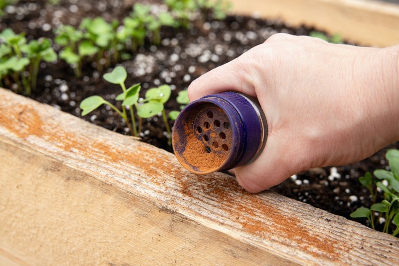 Cinnamon as Ant Repellent