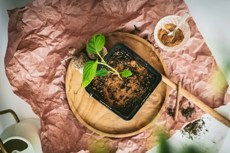 Cinnamon as Antifungal