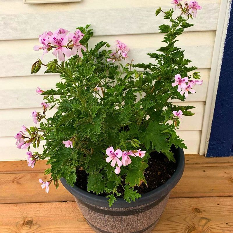 Citronella Geranium