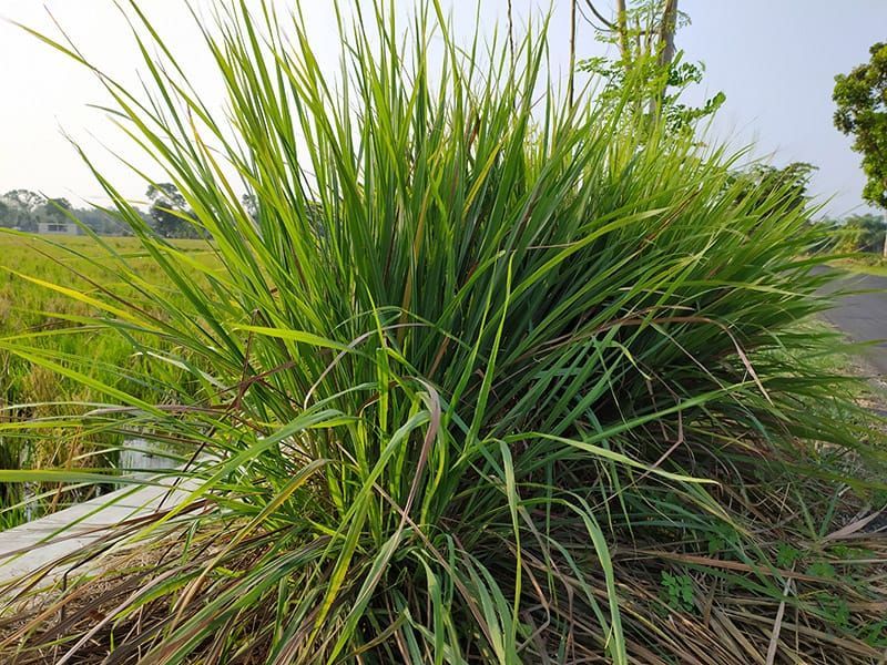Citronella Grass