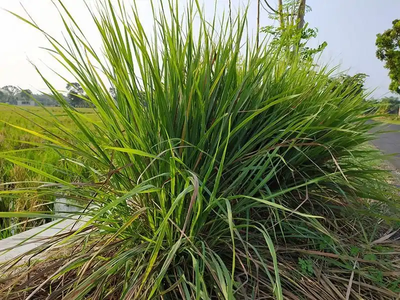 Citronella Grass