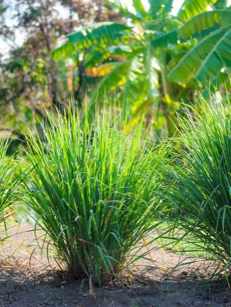 Citronella Grass