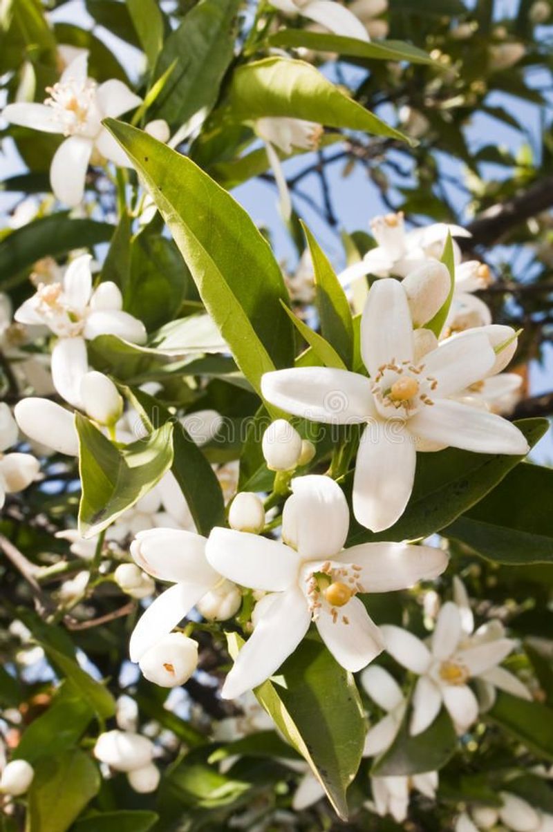 Citrus Blossoms
