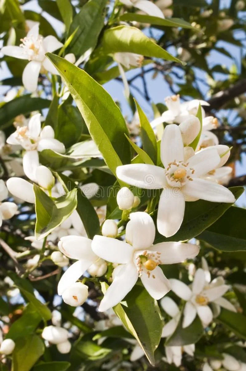 Citrus Blossoms