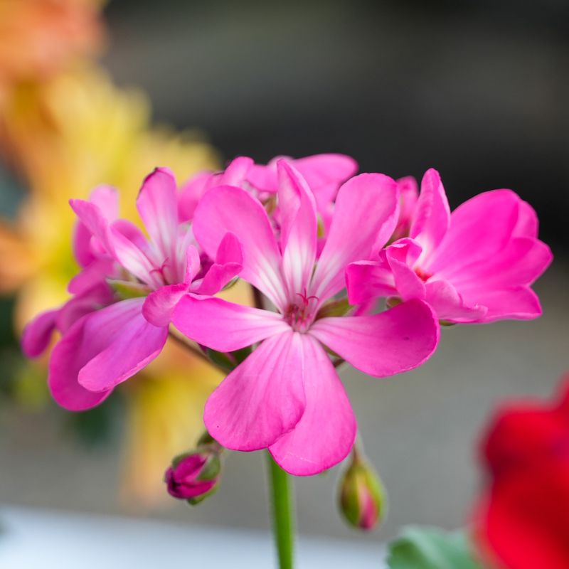 Citrus-Scented Geranium