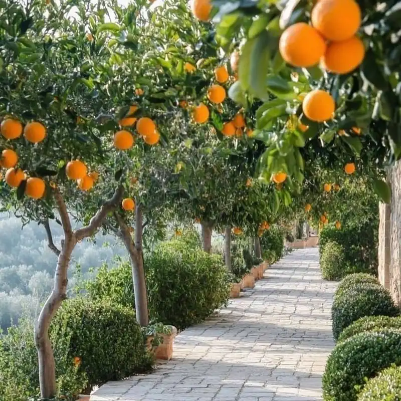 Citrus Trees