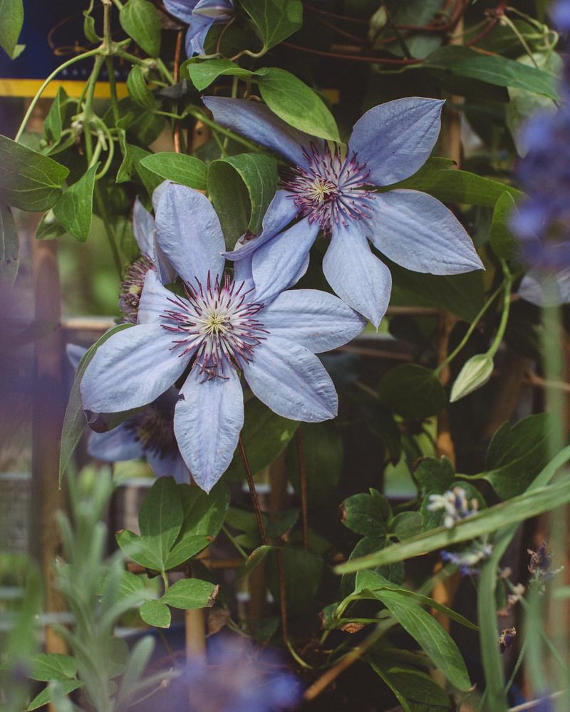 Clematis