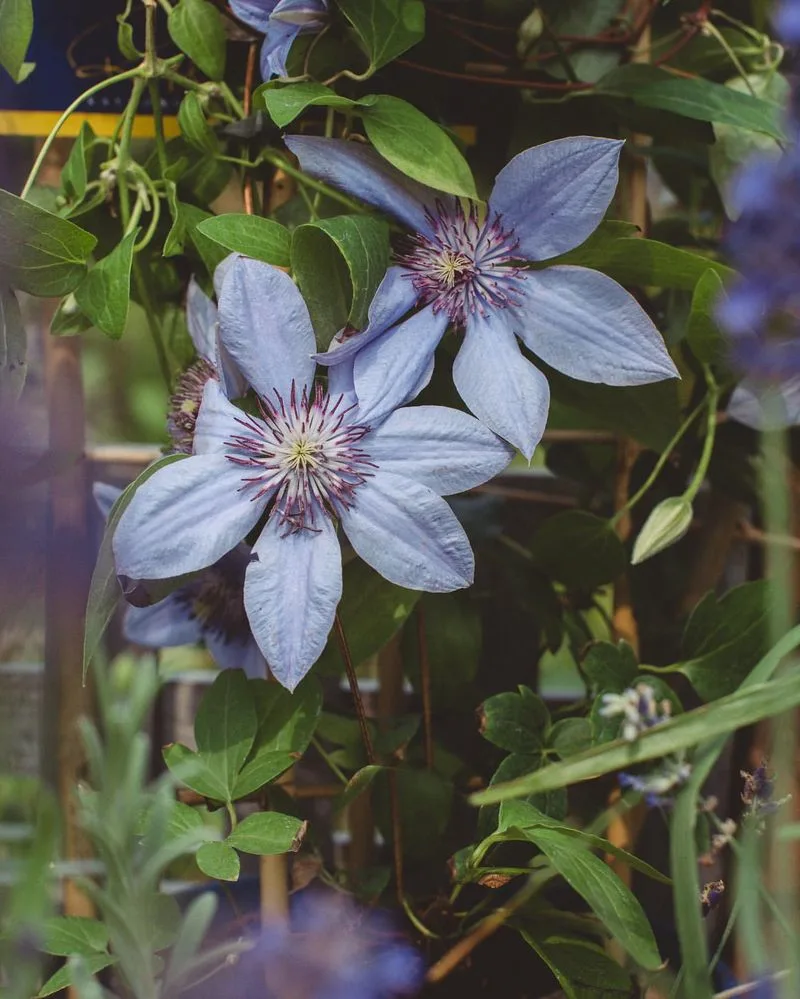 Clematis