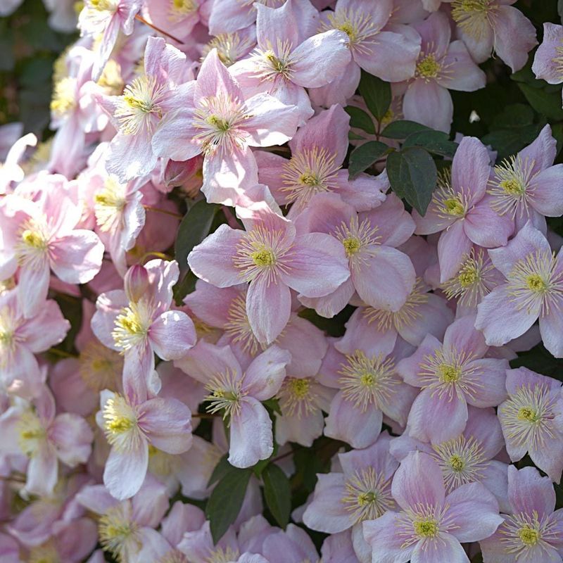 Clematis Montana