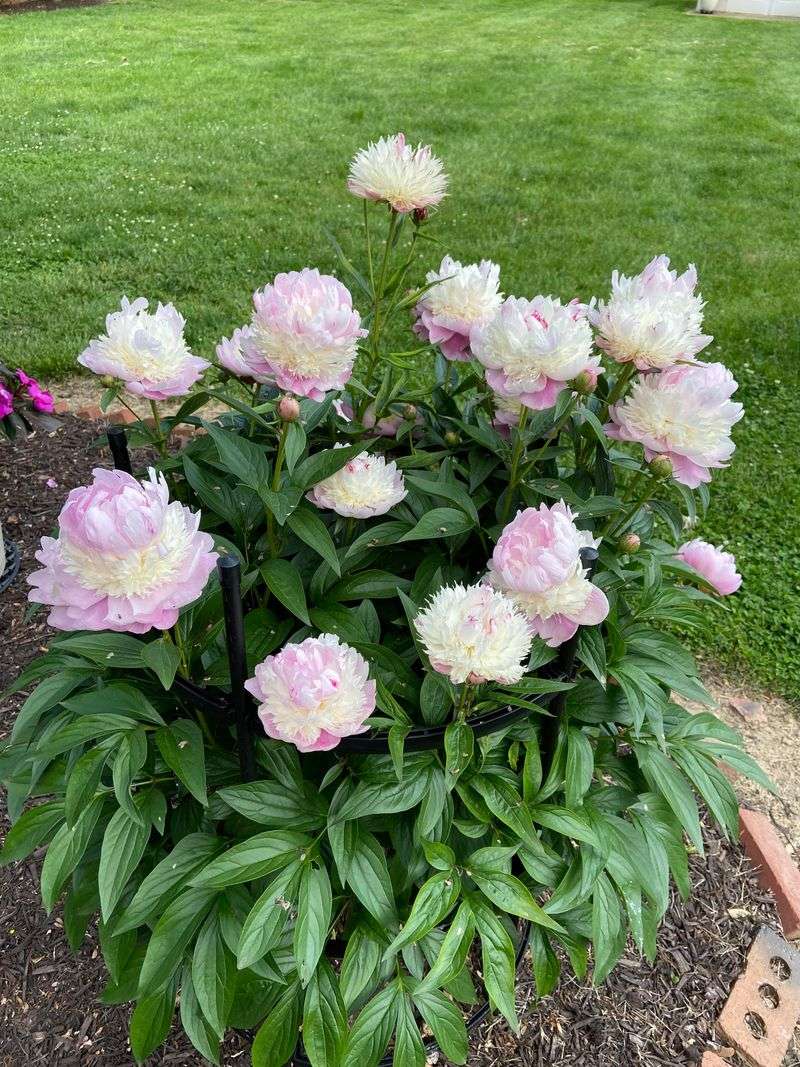 Tall, Heavy Perennials Like Peonies