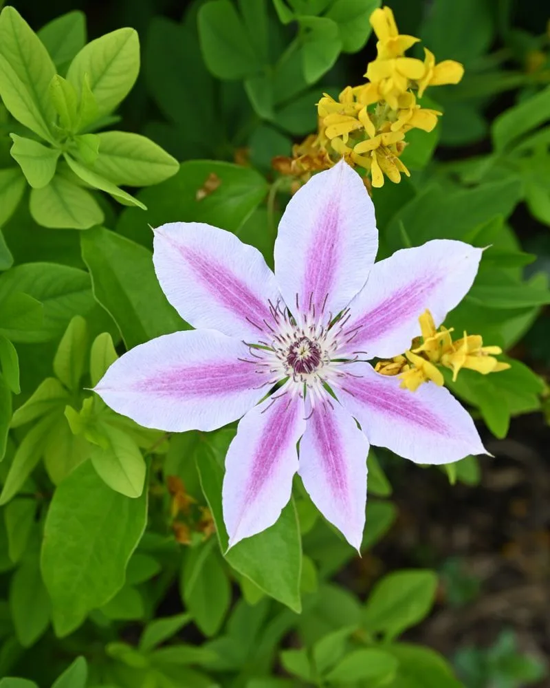 Clematis 'Nelly Moser'