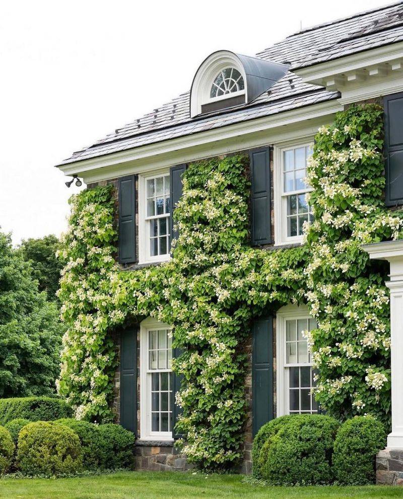 Climbing Hydrangea