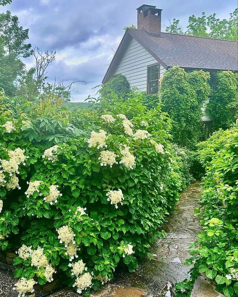 Climbing Hydrangea