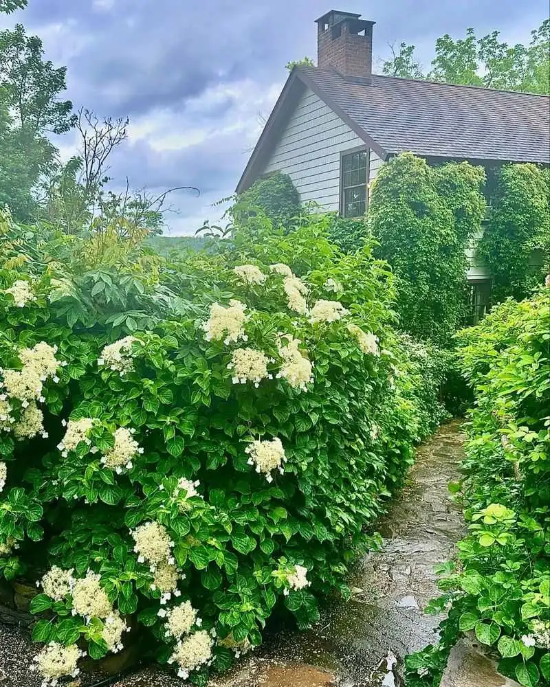 Climbing Hydrangea
