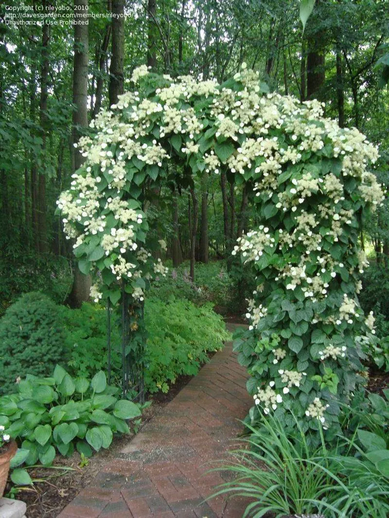 Climbing Hydrangea