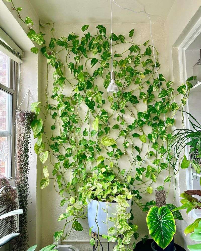 Climbing Plants